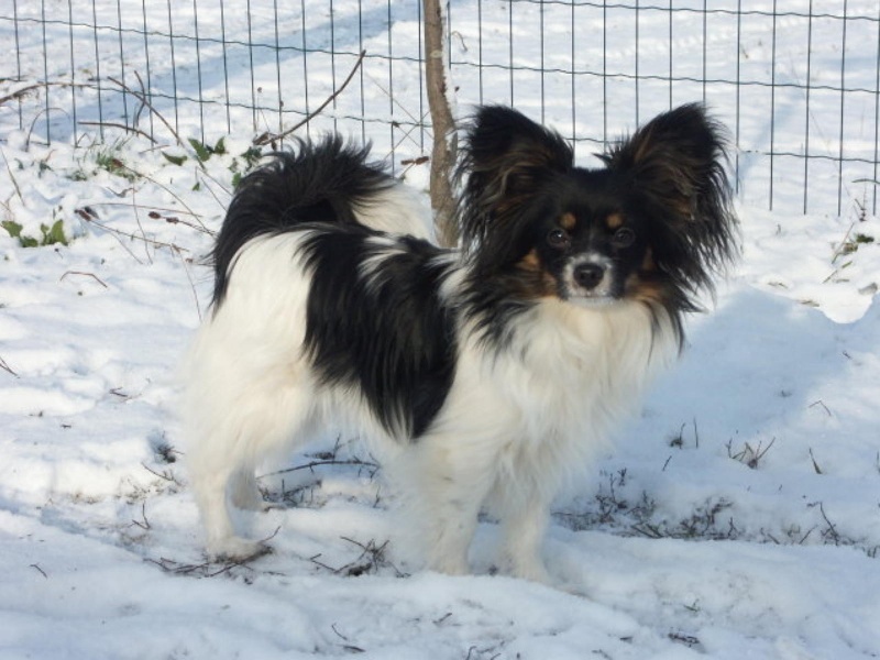 Athès-athalie des lutins du clos des buddléias