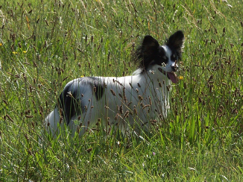 Bérénice-boloria des lutins du clos des buddléias