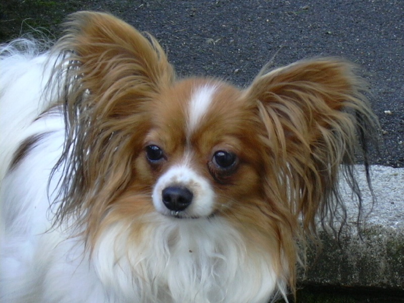 Ussilia dite sissi des lutins du clos des buddléias