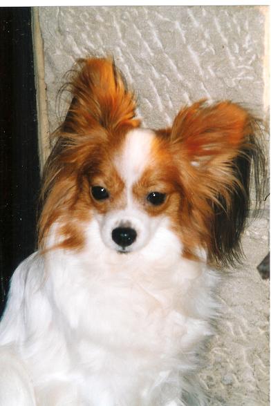 Ploum-odesia des lutins du clos des buddléias