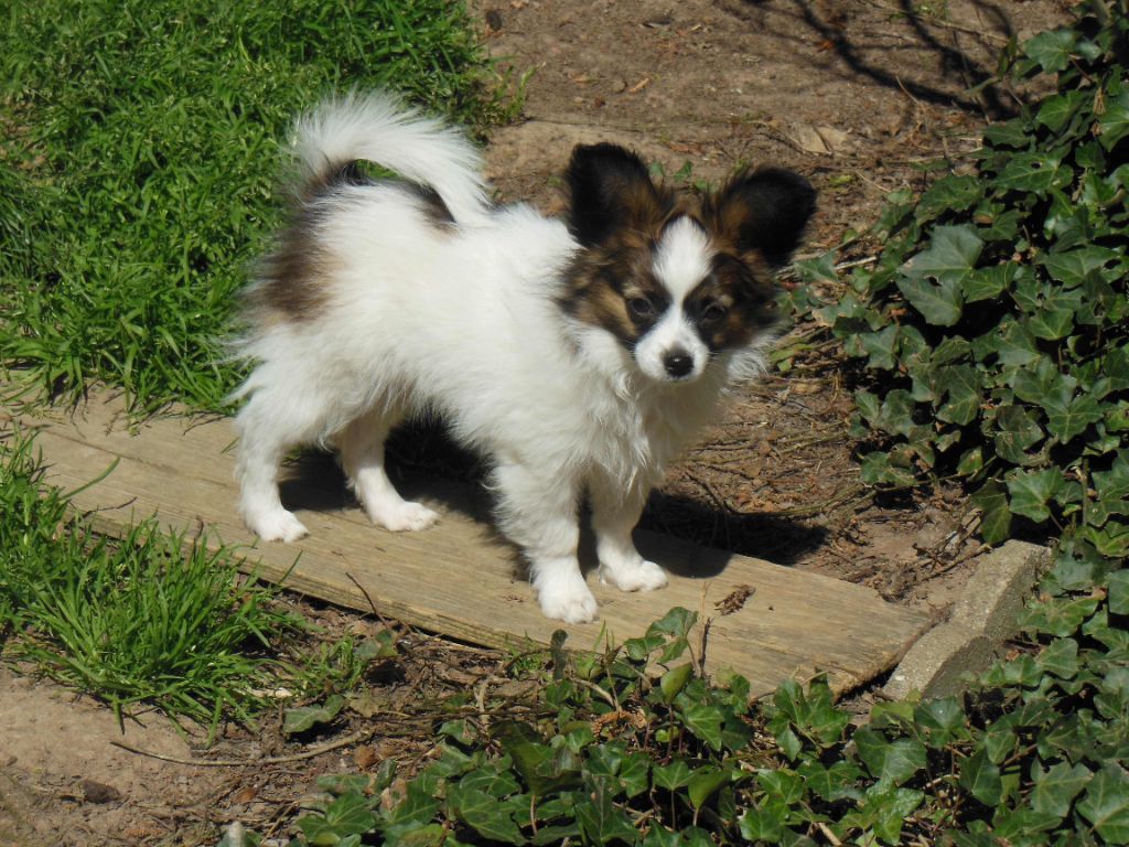 des lutins du clos des buddléias - Chiots disponibles - Epagneul nain Continental (Papillon)