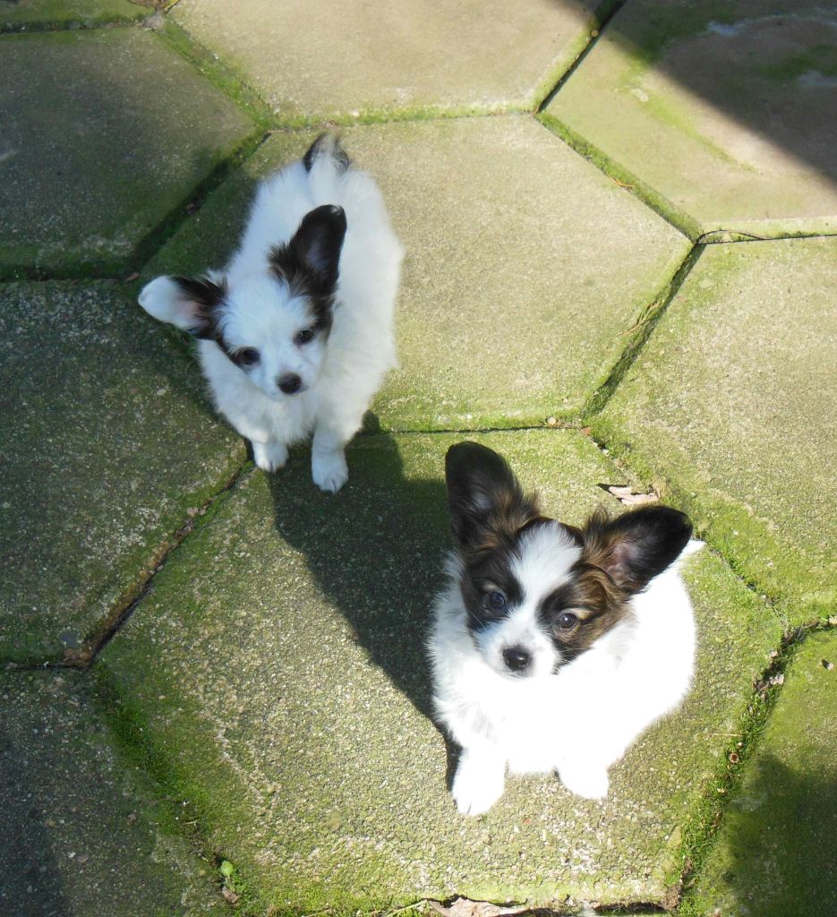 Chiot Epagneul nain Continental (Papillon) des lutins du clos des buddléias